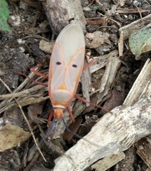 Dysdercus evanescens