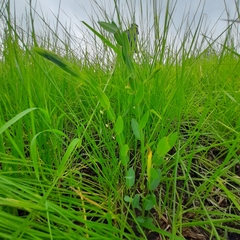 Phyllanthus glaucophyllus