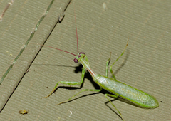Miomantis binotata