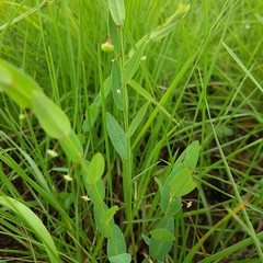 Phyllanthus glaucophyllus