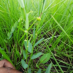 Phyllanthus glaucophyllus