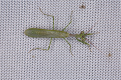 Miomantis binotata