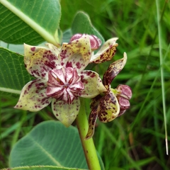 Pachycarpus natalensis