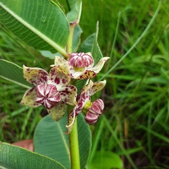 Pachycarpus natalensis