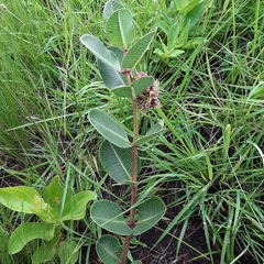 Pachycarpus natalensis