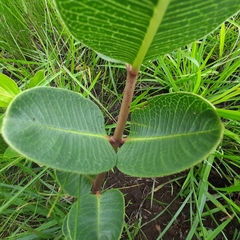 Pachycarpus natalensis