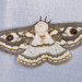 Western Marbled Emperor - Photo (c) Grant Reed, some rights reserved (CC BY-NC), uploaded by Grant Reed