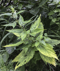 Urtica dioica sondenii