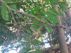 Acrophylla wuelfingi