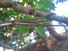 Acrophylla wuelfingi