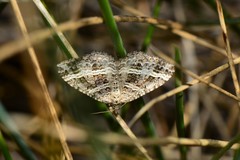 Chrysolarentia subrectaria