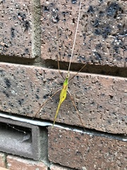 Anthophiloptera dryas