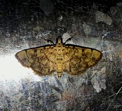 Lamprosema tampiusalis