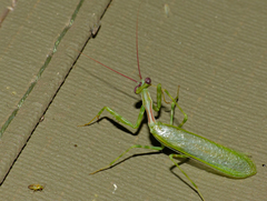 Miomantis binotata