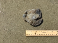 Aplidium stellatum