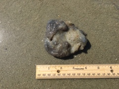 Aplidium stellatum