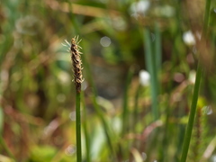 Eleocharis acuta