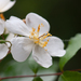 Rosa henryi - Photo (c) 曾云保,  זכויות יוצרים חלקיות (CC BY-NC), הועלה על ידי 曾云保