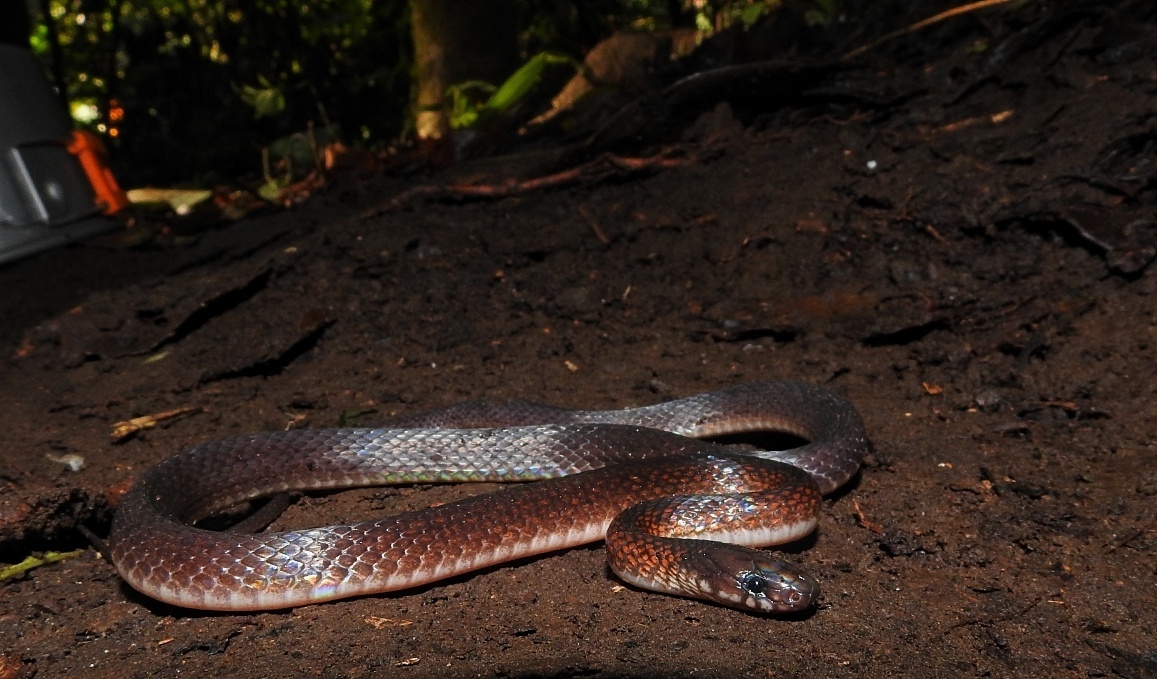 Dark-grey Ground Snake (Elapoidis fusca) · iNaturalist Canada