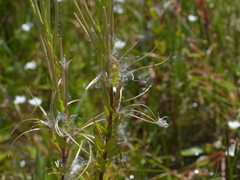 Epilobium hirtigerum