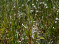 Epilobium hirtigerum