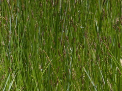 Eleocharis acuta