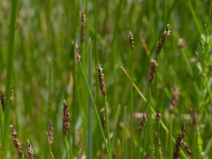 Eleocharis acuta