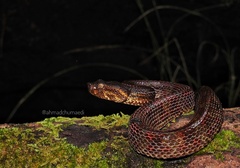 Craspedocephalus puniceus