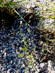 Aphanostephus riddellii