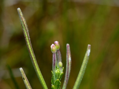 Epilobium hirtigerum