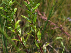 Epilobium hirtigerum