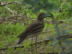 Burhinus indicus