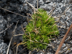Isolepis hystrix