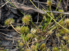 Isolepis hystrix