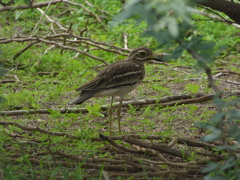 Burhinus indicus