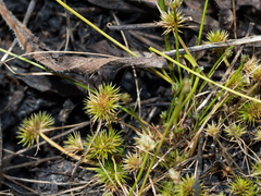 Isolepis hystrix