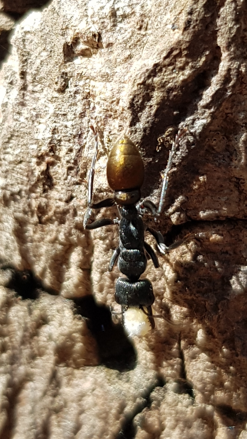 Myrmecia queenslandica