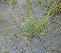 Rhynchospora capillacea