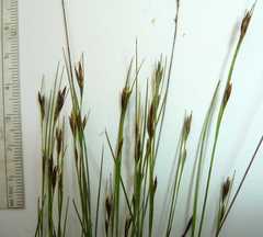 Rhynchospora capillacea