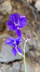 Lobelia sublibera