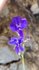 Lobelia sublibera