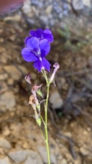 Lobelia sublibera