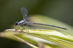 Austroargiolestes elke