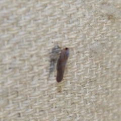 Omolicna