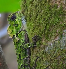 Gonocephalus kuhlii