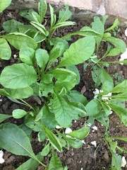 Brassica rapa parachinensis