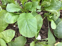 Brassica rapa parachinensis