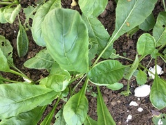 Brassica rapa parachinensis