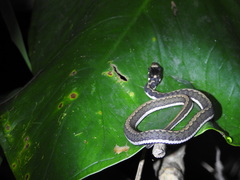 Rhabdophis chrysargoides