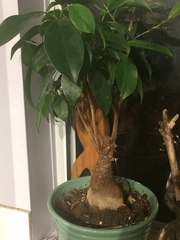 Ficus retusa